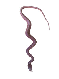 36" Brown Rubber Snake