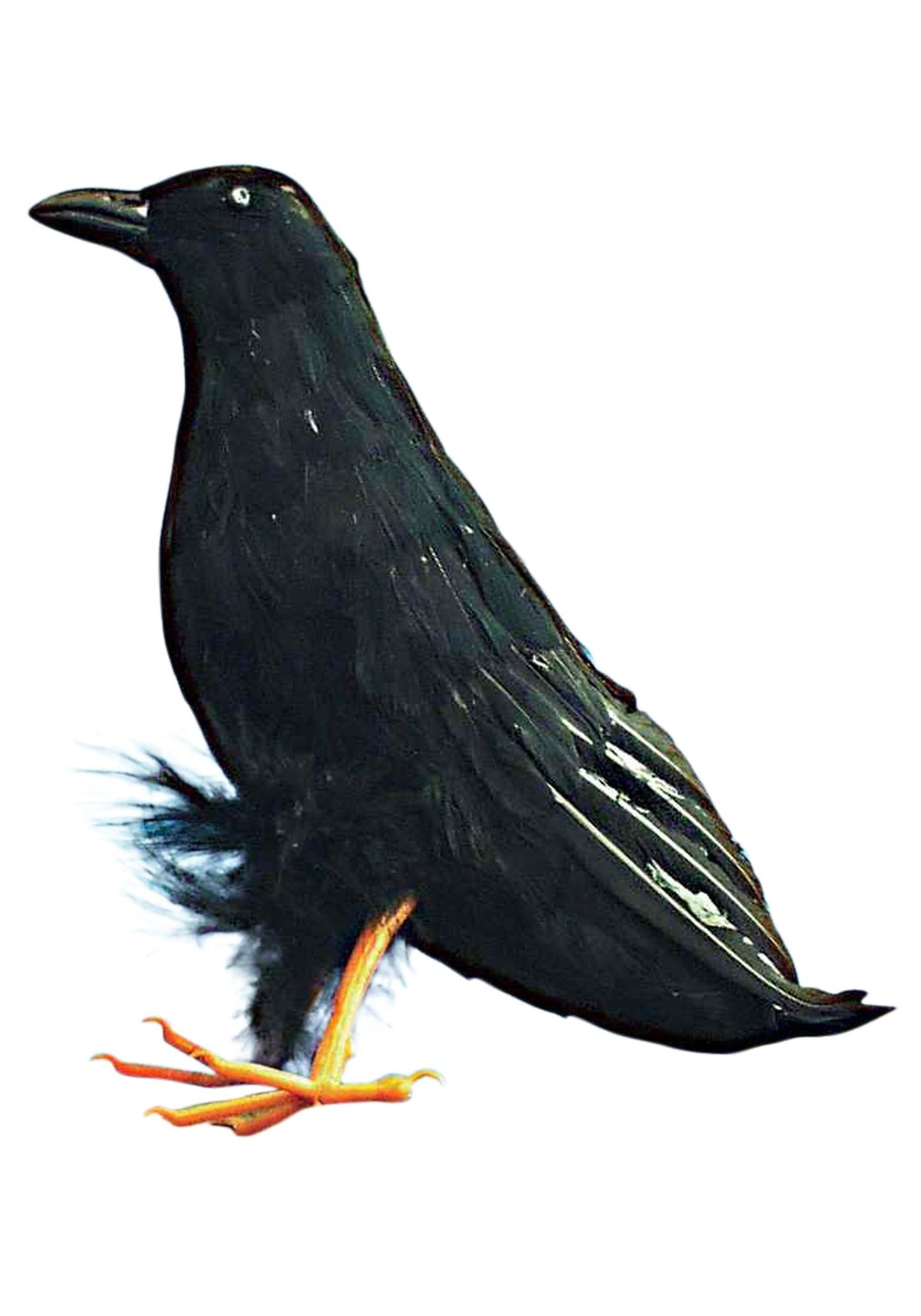 Giant Black Raven Bird Prop 10"