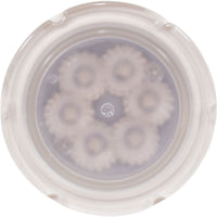 PAL Treo Mini, MultiColor Nicheless Light, 80ft Cable/Plug