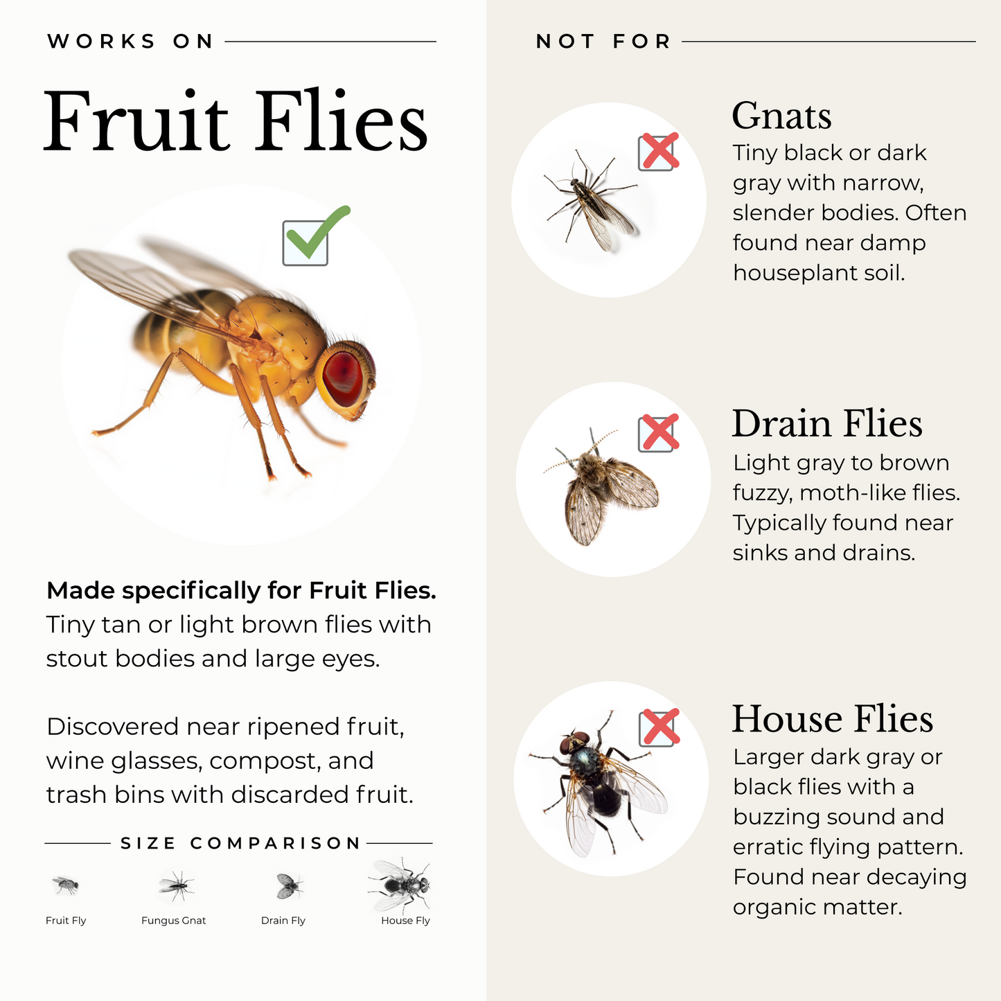 Fruit Fly Trap for Home + Kitchen