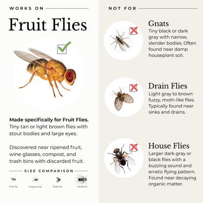 Fruit Fly Trap for Home + Kitchen